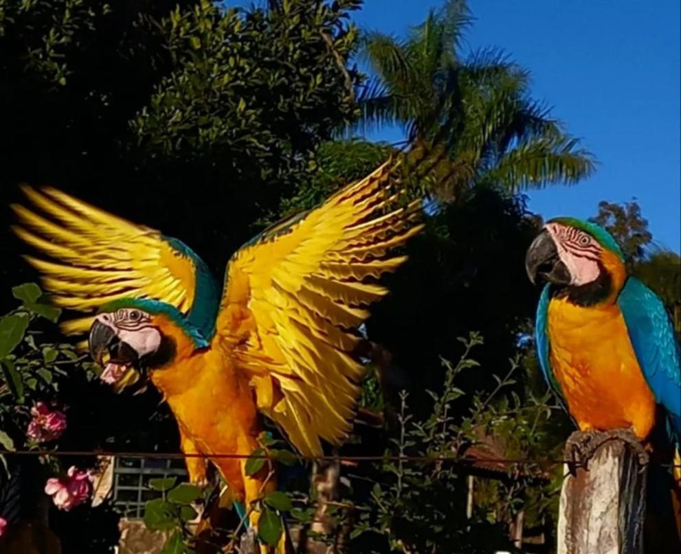 Pousada Canto Dos Passaros Alto Paraíso de Goiás Buitenkant foto